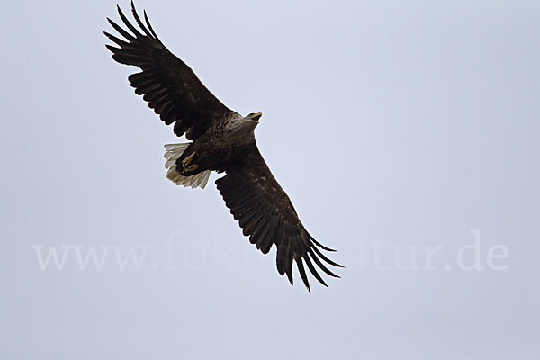 Seeadler (Haliaeetus albicilla)