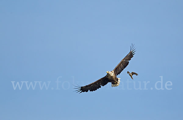 Seeadler (Haliaeetus albicilla)