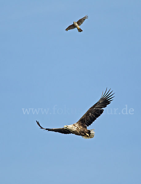 Seeadler (Haliaeetus albicilla)