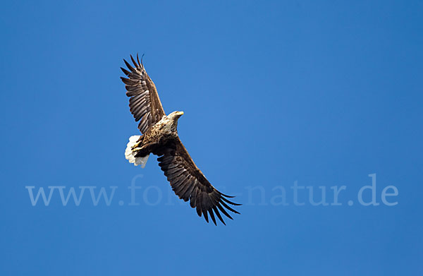 Seeadler (Haliaeetus albicilla)