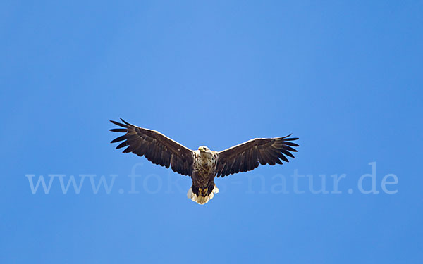 Seeadler (Haliaeetus albicilla)