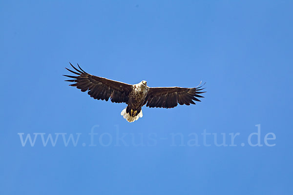 Seeadler (Haliaeetus albicilla)