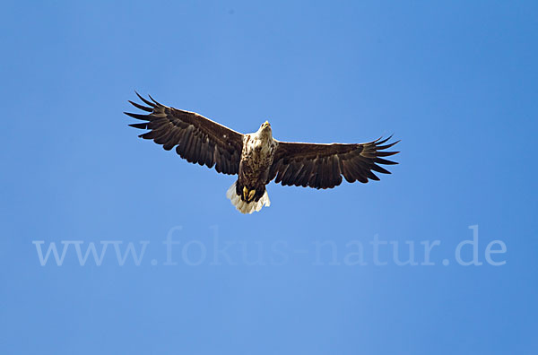 Seeadler (Haliaeetus albicilla)