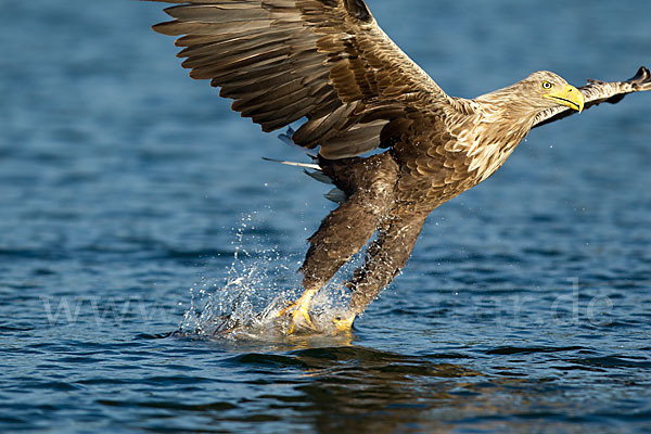 Seeadler (Haliaeetus albicilla)