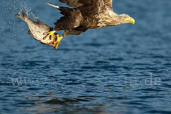 Seeadler (Haliaeetus albicilla)