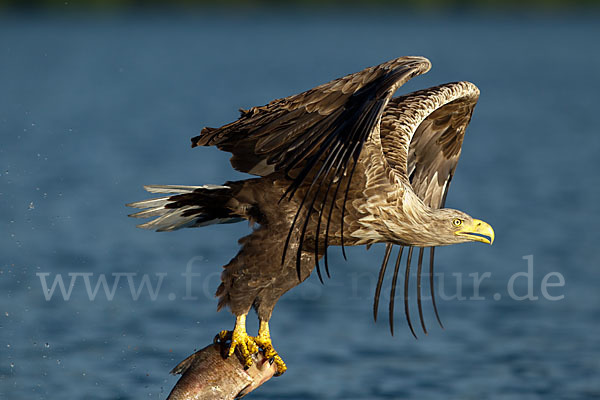 Seeadler (Haliaeetus albicilla)