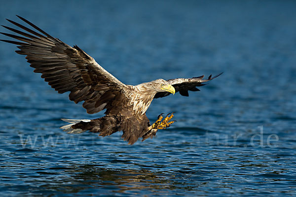 Seeadler (Haliaeetus albicilla)