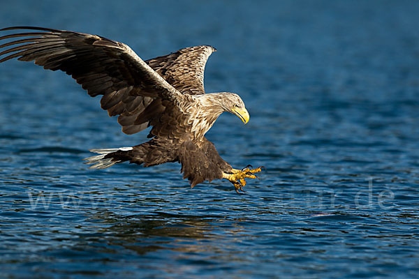 Seeadler (Haliaeetus albicilla)