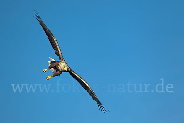 Seeadler (Haliaeetus albicilla)