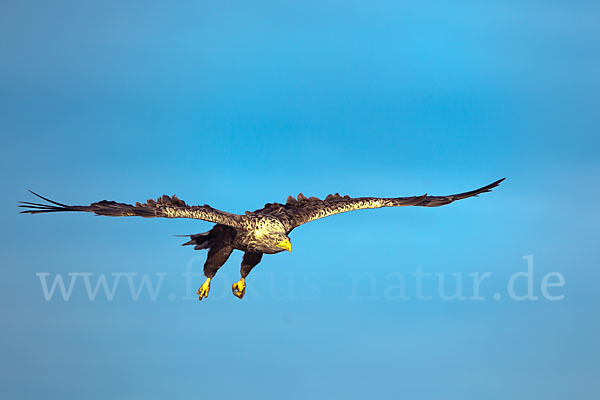 Seeadler (Haliaeetus albicilla)