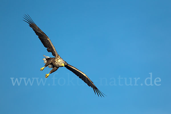 Seeadler (Haliaeetus albicilla)