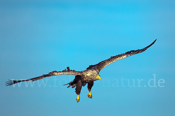 Seeadler (Haliaeetus albicilla)