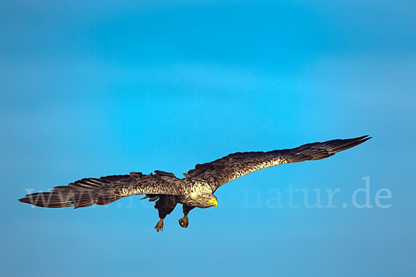 Seeadler (Haliaeetus albicilla)