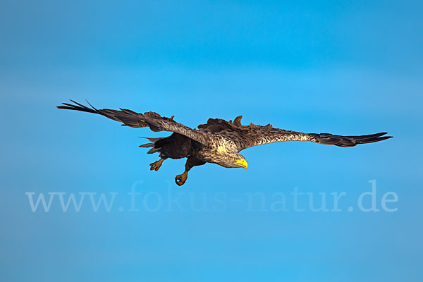 Seeadler (Haliaeetus albicilla)