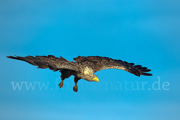 Seeadler (Haliaeetus albicilla)