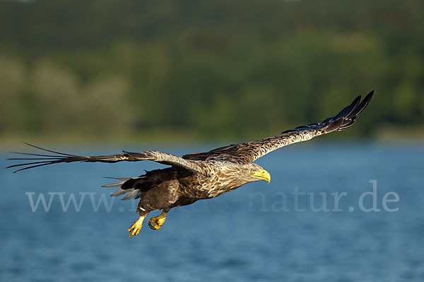 Seeadler (Haliaeetus albicilla)