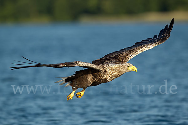 Seeadler (Haliaeetus albicilla)