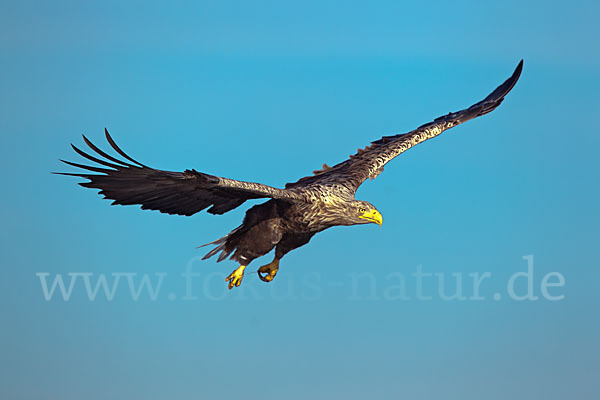 Seeadler (Haliaeetus albicilla)