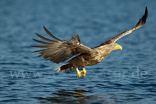 Seeadler (Haliaeetus albicilla)