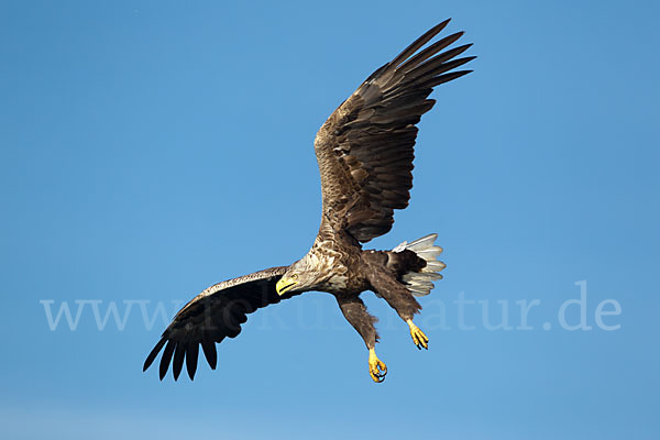 Seeadler (Haliaeetus albicilla)