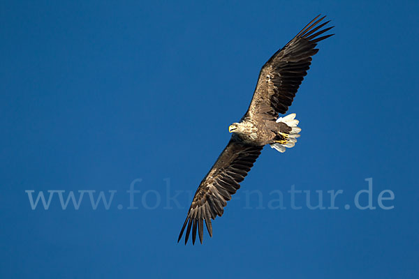 Seeadler (Haliaeetus albicilla)