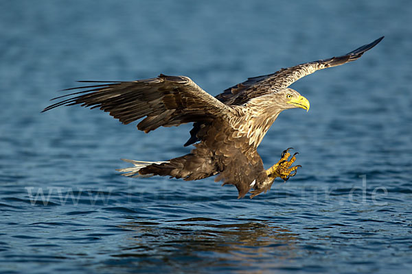 Seeadler (Haliaeetus albicilla)