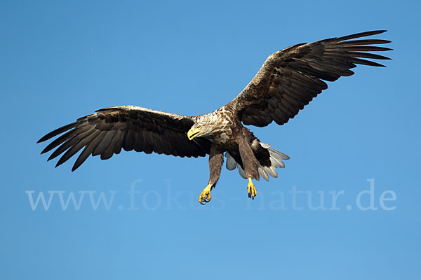 Seeadler (Haliaeetus albicilla)