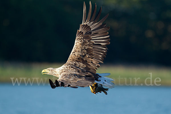 Seeadler (Haliaeetus albicilla)