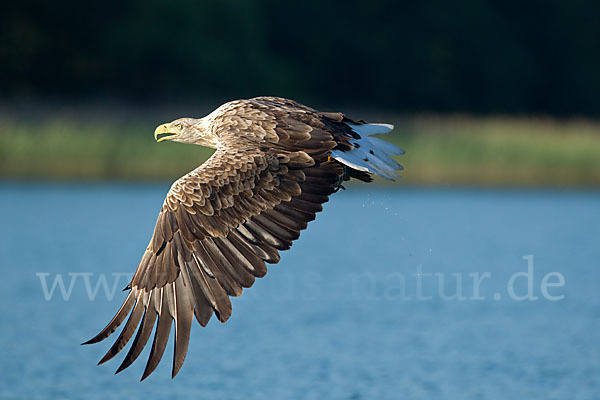 Seeadler (Haliaeetus albicilla)