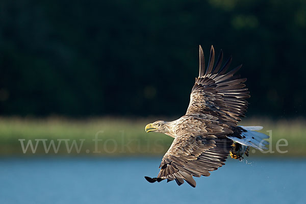 Seeadler (Haliaeetus albicilla)