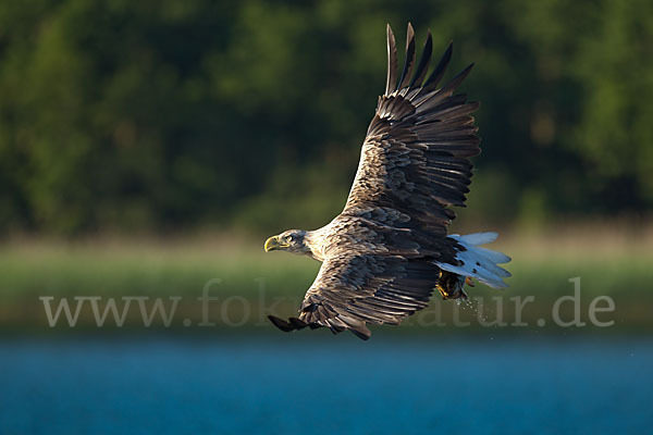 Seeadler (Haliaeetus albicilla)