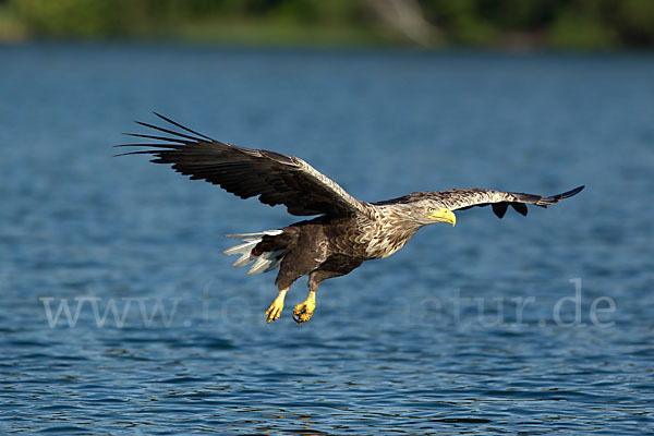 Seeadler (Haliaeetus albicilla)