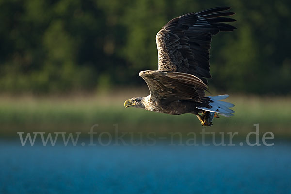 Seeadler (Haliaeetus albicilla)