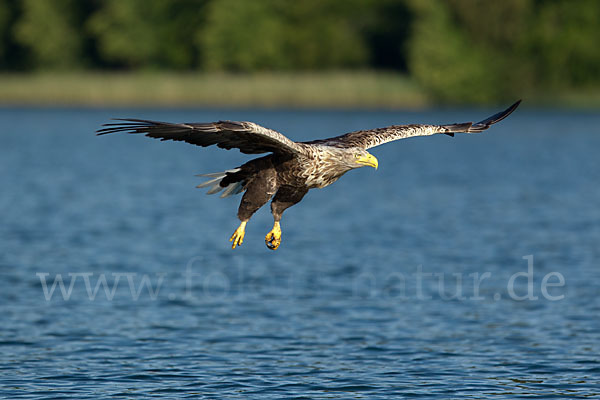 Seeadler (Haliaeetus albicilla)