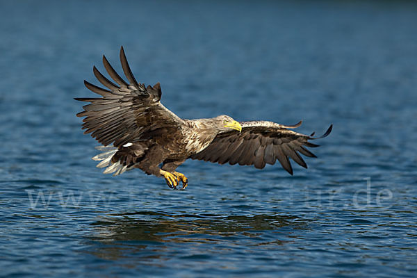 Seeadler (Haliaeetus albicilla)