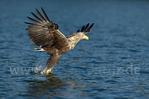 Seeadler (Haliaeetus albicilla)