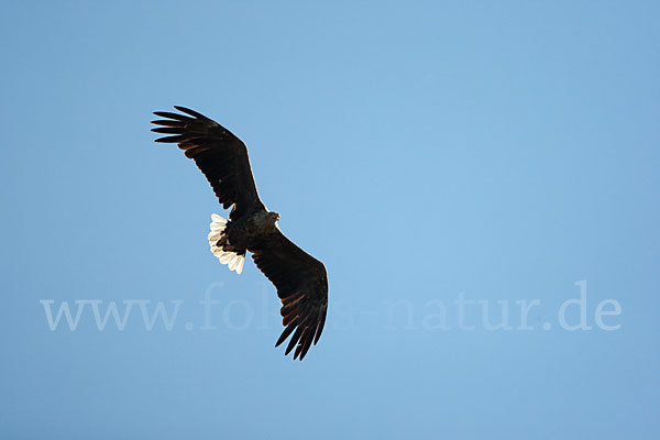 Seeadler (Haliaeetus albicilla)