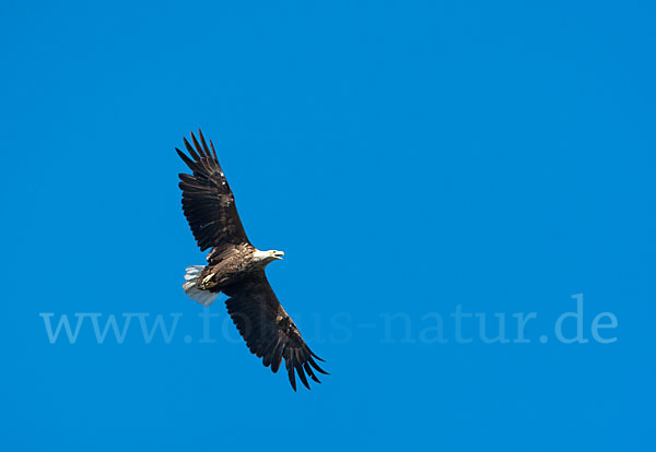 Seeadler (Haliaeetus albicilla)