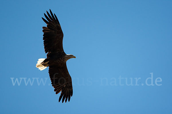 Seeadler (Haliaeetus albicilla)