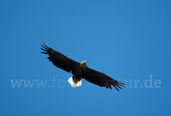 Seeadler (Haliaeetus albicilla)