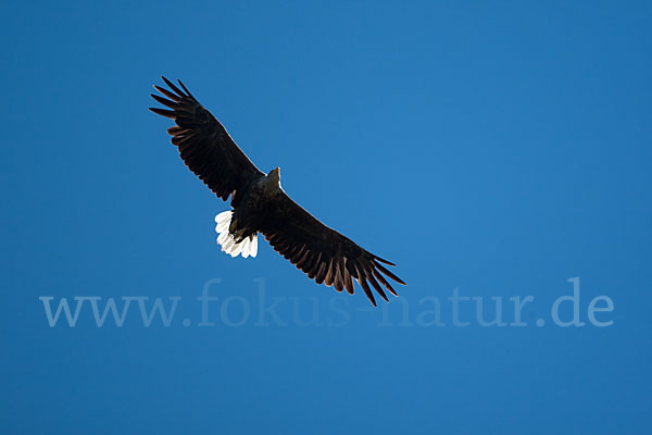 Seeadler (Haliaeetus albicilla)