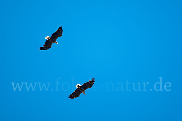 Seeadler (Haliaeetus albicilla)