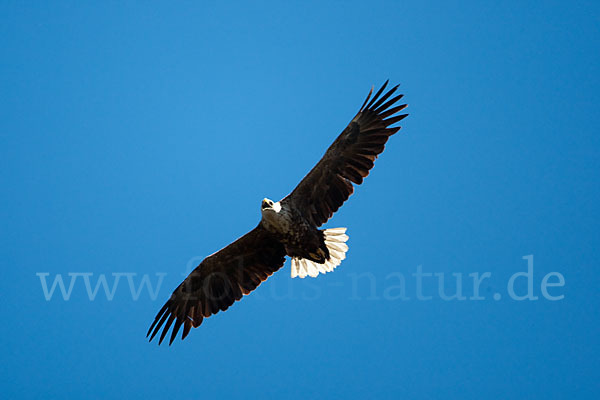 Seeadler (Haliaeetus albicilla)