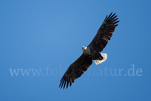 Seeadler (Haliaeetus albicilla)