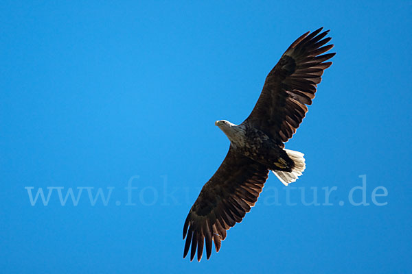 Seeadler (Haliaeetus albicilla)