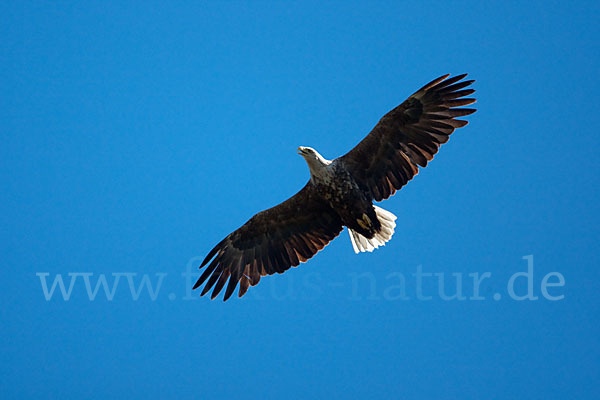 Seeadler (Haliaeetus albicilla)