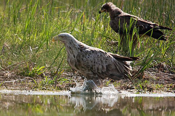 Seeadler (Haliaeetus albicilla)