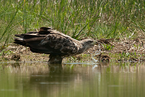 Seeadler (Haliaeetus albicilla)