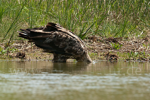 Seeadler (Haliaeetus albicilla)