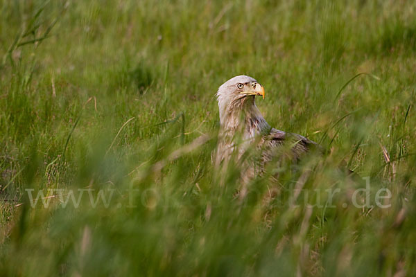 Seeadler (Haliaeetus albicilla)